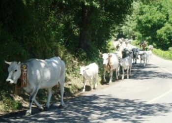 L’antica cultura della transumanza a Mesoraca