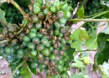 Grandinata killer nel crotonese, Siciliani: ‘sospendere Imu agricola’