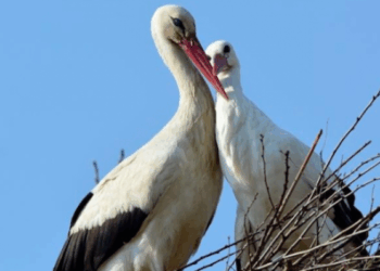 Torna in Calabria il ‘Cicogna Day’, appuntamento il 6 giugno