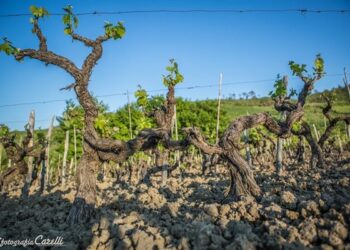 La Calabria fa incetta di premi: 10 Medaglie d’Oro per i vini di Tenuta Iuzzolini e Fattoria San Francesco