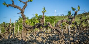 La Calabria fa incetta di premi: 10 Medaglie d’Oro per i vini di Tenuta Iuzzolini e Fattoria San Francesco