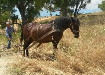 Pallagorio, domenica 12 luglio sarà rievocata la mietitura