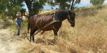 Pallagorio, domenica 12 luglio sarà rievocata la mietitura