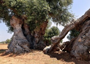 Alberi monumentali in Calabria, comuni possono censirli (gratis)
