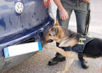 Nasconde cocaina in auto, albanese arrestato grazie al fiuto del cane