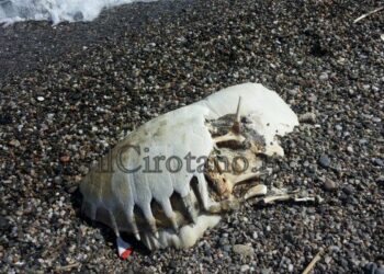 Trovata a Punta Alice la carcassa di una tartaruga