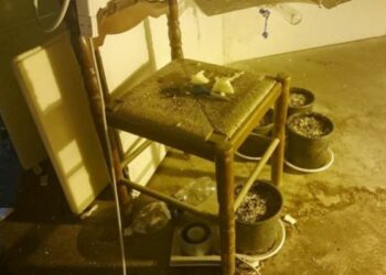 Laboratorio di droga a Cassano, sangue di bue come fertilizzante