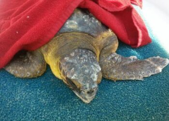 A Steccato di Cutro liberata tartaruga in mare aperto