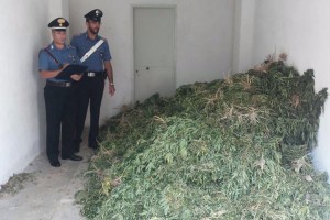 Marijuana sequestrata (1)