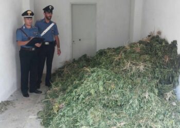 Azienda agricola nel cosentino produceva marijuana in serre, 4 arresti