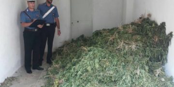 Azienda agricola nel cosentino produceva marijuana in serre, 4 arresti