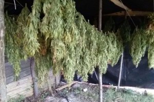 Marijuana sequestrata (2)