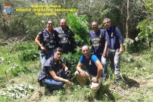 Piantagione canapa a Lamezia Terme (1)