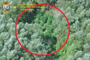 Piantagione canapa a Lamezia Terme (2)