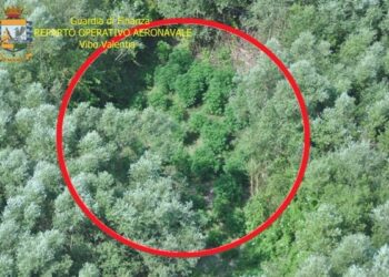 Scoperta piantagione di canapa a Lamezia a pochi metri dall’autostrada