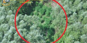 Scoperta piantagione di canapa a Lamezia a pochi metri dall’autostrada