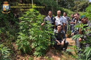 Piantagione cannabis