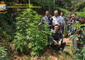 Scoperta piantagione di cannabis nel lametino, finanza la distrugge