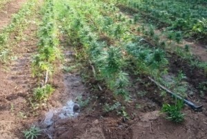 Piantagione marijuana