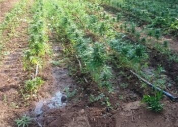 Scoperta maxi piantagione di marijuana nel vibonese