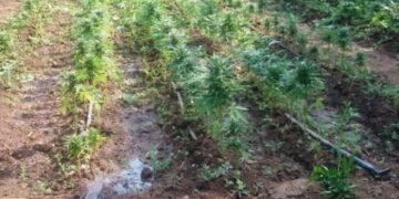 Scoperta maxi piantagione di marijuana nel vibonese