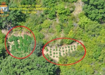 Maxi sequestro di marjuana del tipo ‘skunk’ nel reggino
