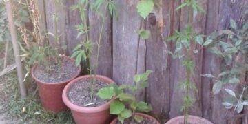 Carabinieri vanno a casa per arrestarlo e trovano piante di canapa