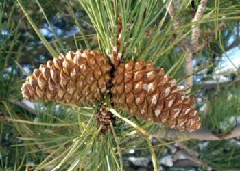 Rubano 25 quintali di pigne, arresti e denunce nel cosentino