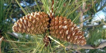 Rubano 25 quintali di pigne, arresti e denunce nel cosentino