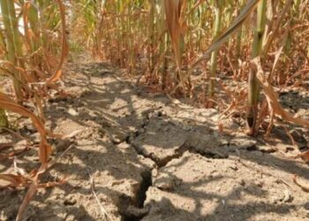 Caldo, a rischio blocco agricoltura calabrese