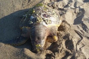 Tartaruga morta a Strongoli