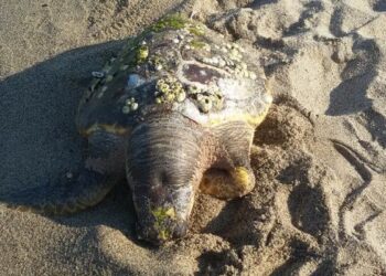 Tartaruga morta su spiaggia Strongoli