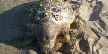 Tartaruga morta su spiaggia Strongoli