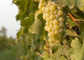 Caldo e siccita’, ingenti danni all’agricoltura nel cirotano