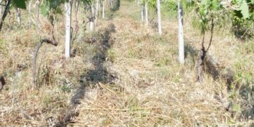 Viticoltura biologica, questo è l’ultimo trend di molti vignaioli specie tra i giovani