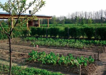 Corso gratuito a Crotone per orti urbani