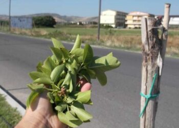 Ciro’ Marina: atti vandalici in zona Torrenova, danneggiati alberelli