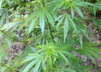 Sequestrate oltre 2mila piante di canapa nel vibonese