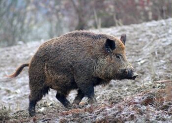 Allarme cinghiale in Calabria appello a Oliverio