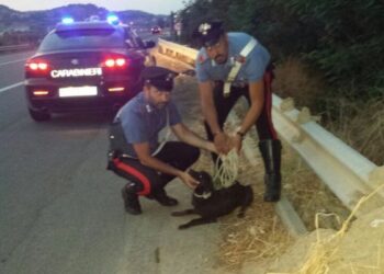 Cane a spasso sulla SS106, salvato dai carabinieri di Ciro’ Marina