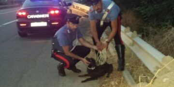 Cane a spasso sulla SS106, salvato dai carabinieri di Ciro’ Marina