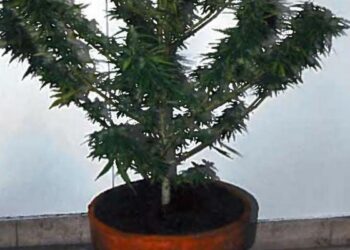 Marijuana in vaso davanti casa, arrestato cosentino