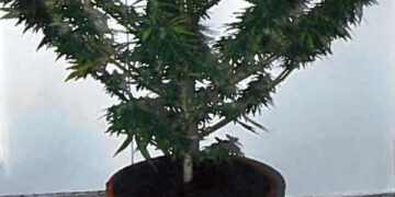 Marijuana in vaso davanti casa, arrestato cosentino