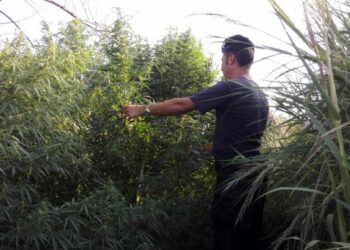 Piantagione di cannabis tra i canneti, arrestati padre e figlio a Isola