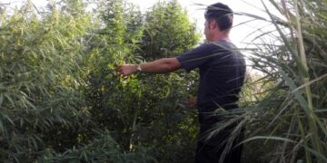 Piantagione di cannabis tra i canneti, arrestati padre e figlio a Isola