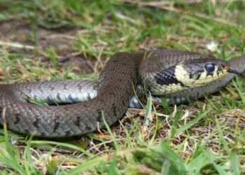 Ritrovato serpente di 10 metri a Mirto Crosia