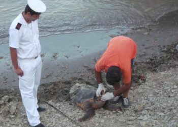 Isola, caretta caretta morta in zona Marinella