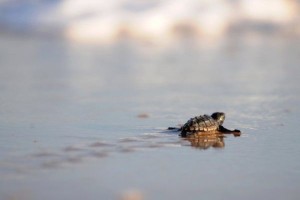tartaruga marina caretta