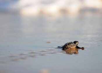Salviamo la tartaruga Caretta Caretta, iniziativa a Strongoli
