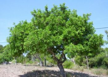 Ciro’ Marina, piantumazione nuovi alberi sul lungomare nord